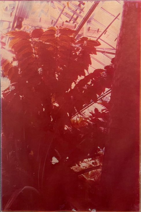 Factory Bush