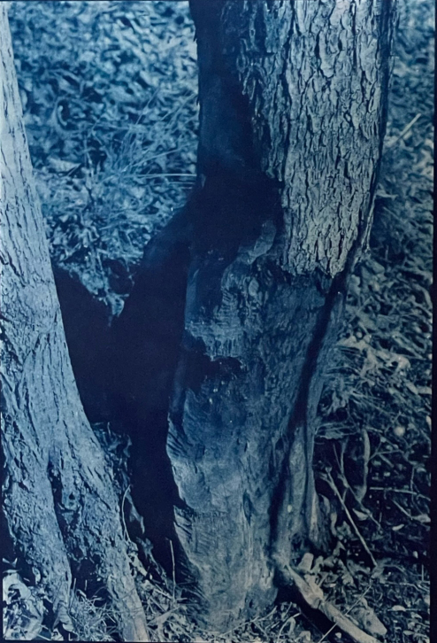 Half-Chomped Tree